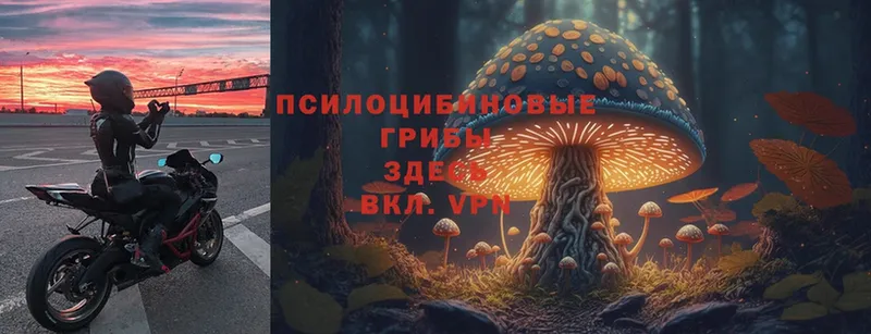 где продают   Енисейск  Галлюциногенные грибы Psilocybe 